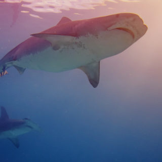 Sharks auf La Réunion