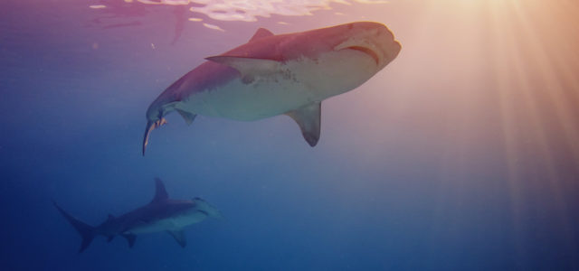 Sharks auf La Réunion