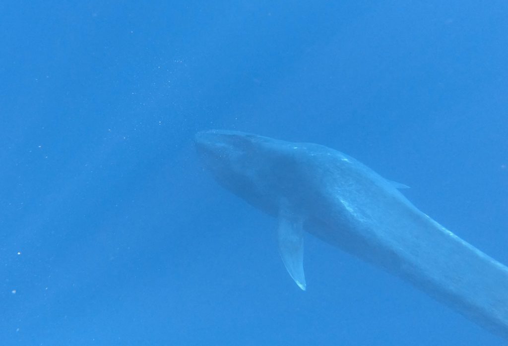 Blauwal unter Wasser